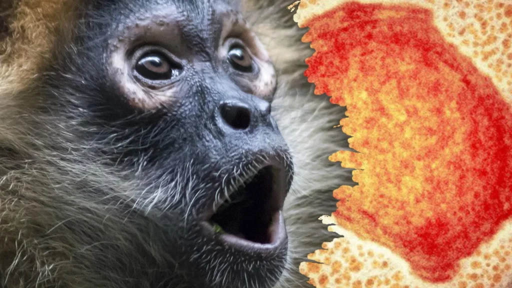 Μια μαϊμού και ο ιός από την ευλογιά των πιθήκων (monkeypox)