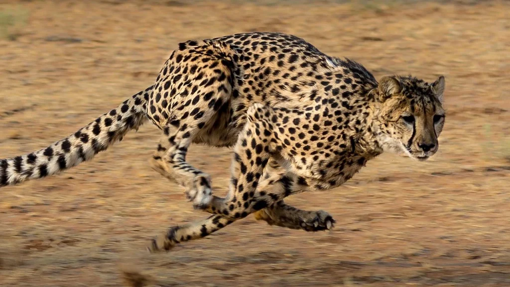 Το τσιτάχ είναι το πιο γρήγορο ζώο στον κόσμο