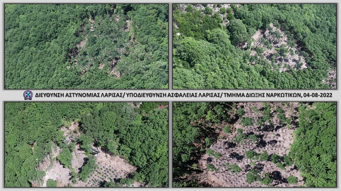 Τα δενδρύλλια κάνναβης σε δασική έκταση του Δήμου Αγιάς Λάρισας. Εικόνες: Αρχηγείο ΕΛΑΣ