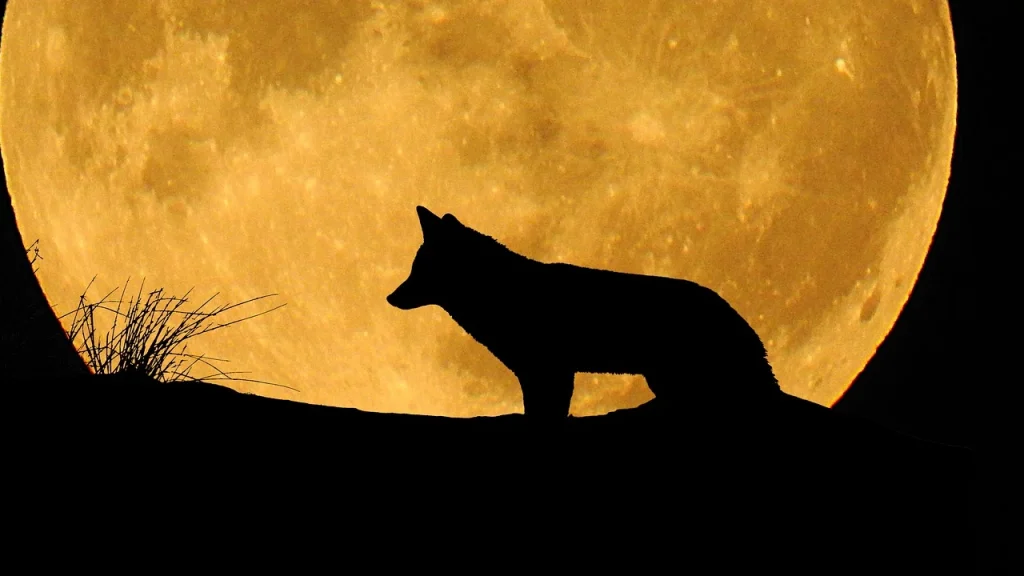 Η πανσέληνος Ιανουαρίου είναι γνωστή και ως "φεγγάρι του λύκου" ή "φεγγάρι της χήνας"